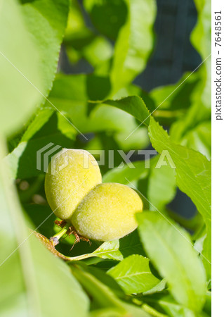 Heart shaped peach nuts Heart shaped peach nuts 7648561