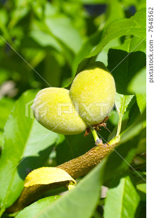 Heart shaped peach nuts Heart shaped peach nuts 7648562