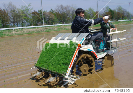 Scenery of parent-child planting rice Scenery of parent-child planting rice 7648595