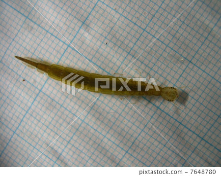 Cogatanogorough larva Cogatanogorough larva 7648780