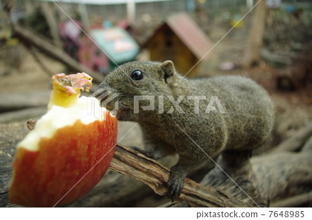 松鼠 7648985