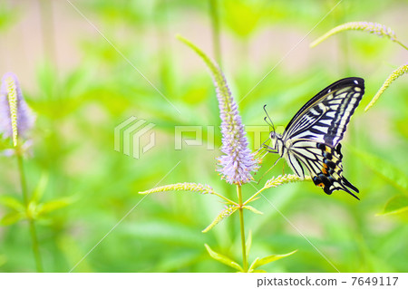 Swallowtail butterfly Swallowtail butterfly 7649117