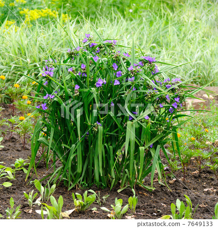 Tradescantia virginiana flowers in garden 7649133