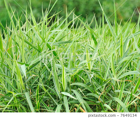 Ornamental grass milium effusum in garden 7649134