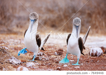 Blue footed booby mating dance 7649448