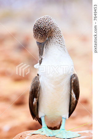 Blue footed booby 7649453