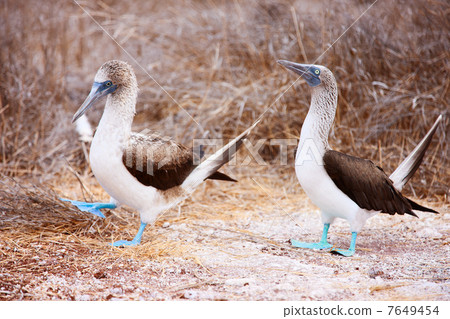 Blue footed booby mating dance 7649454