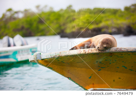 Sea Lion Sea Lion 7649479