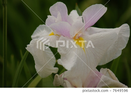 Hanamikari Siren Photo 7649596