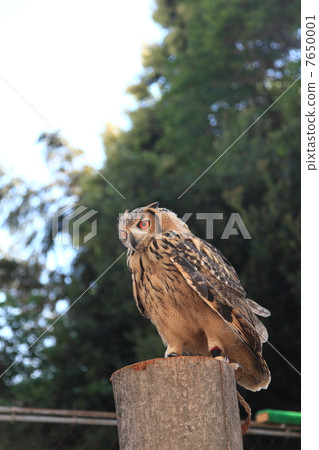 Flapping Earthworm Owl Owl Birds of Prey Bengal Eagle Eyedropped Chicks 7650001