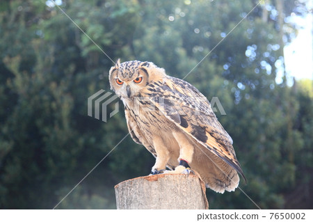 Flapping Earthworm Owl Owl Birds of Prey Bengal Eagle Eyedropped Chicks 7650002