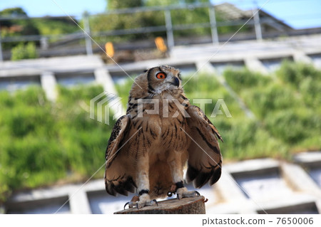 Flapping Earthworm Owl Owl Birds of Prey Bengal Eagle Eyedropped Chicks Flapping Earthworm Owl Owl Birds of Prey Bengal Eagle Eyedropped Chicks 7650006