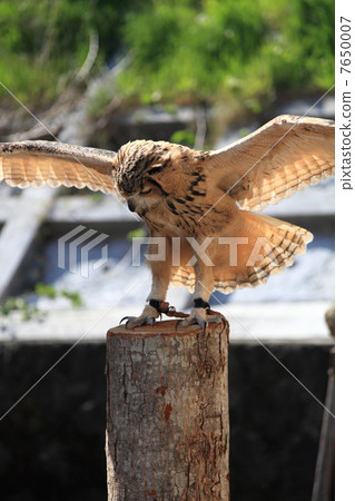拍動蚯蚓貓頭鷹貓頭鷹猛禽孟加拉鷹眼睛的小雞 7650007