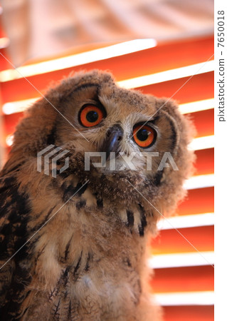 Earthworm Owl Owl Birds of Prey Bengal Eagle Eyedropped Chicks 7650018