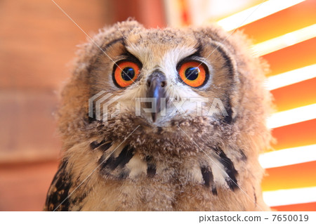 Earthworm Owl Owl Birds of Prey Bengal Eagle Eyedropped Chicks 7650019