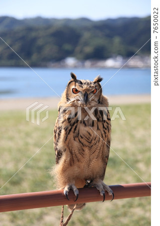 Earthworm Owl Owl Birds of Prey Bengal Eagle Eyedropped Chicks Earthworm Owl Owl Birds of Prey Bengal Eagle Eyedropped Chicks 7650022