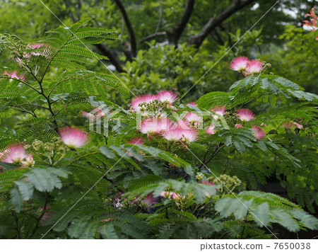 Mixed flowers Mixed flowers 7650038