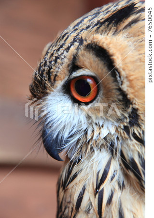 蚯蚓貓頭鷹貓頭鷹猛禽孟加拉鷹眼睛的小雞 7650045