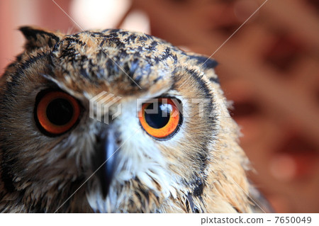 Earthworm Owl Owl Birds of Prey Bengal Eagle Eyedropped Chicks 7650049