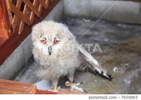 蚯蚓貓頭鷹貓頭鷹猛禽西伯利亞鷹眼睛的小雞 7650063
