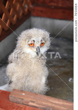 Earthworm Owl Owl Birds of Prey Siberian Eagle Eyedropped Chicks 7650064