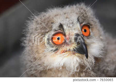 蚯蚓貓頭鷹貓頭鷹猛禽西伯利亞鷹眼睛的小雞 7650065
