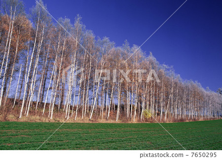 Fall cold autumn sky Fall cold autumn sky 7650295