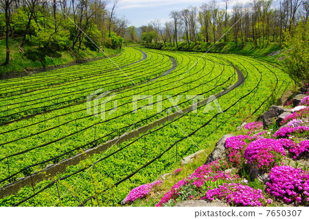 新鮮的綠色芥末田 7650307