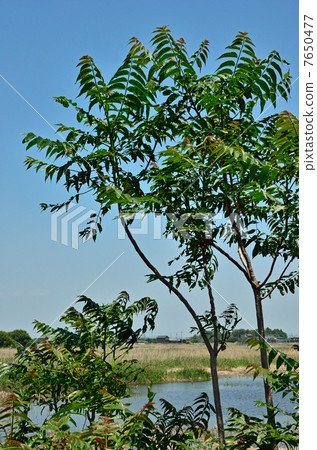 樹·Niwarushi Academicaceae 7650477