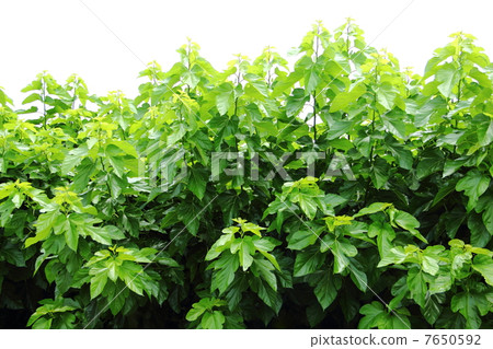 Mulberry field Mulberry field 7650592