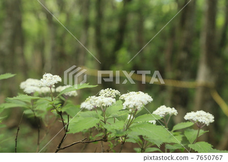 Mountain climbing Echizen 7650767