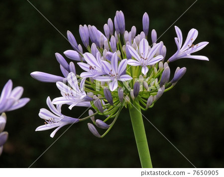 Agapanthus Agapanthus 7650905