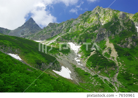 Spear of summer in summer Spear of summer in summer 7650961