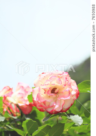 Tozawa rose park 10 7650988