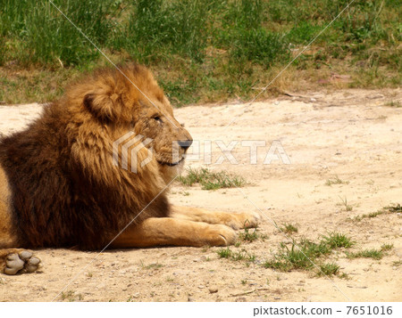 male lion, panthera leo, wakayama prefecture 7651016