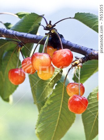櫻桃 櫻桃 7651055