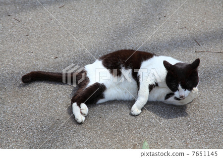 流浪貓 7651145