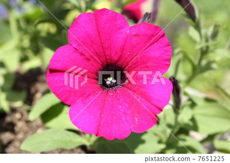 Petunia 7651225