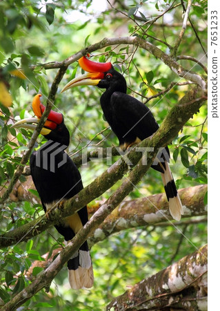 Rhinoceros Hornbill(犀鳥)對 Rhinoceros Hornbill(犀鳥)對 7651233