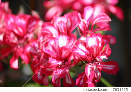 Ivey geranium Ivey geranium 7651235