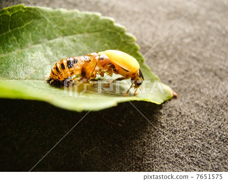 Namitente Emergence 2 Namitente Emergence 2 7651575