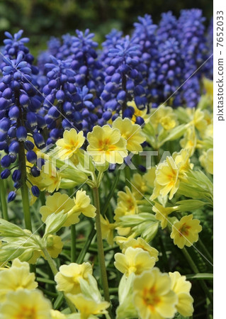 Primula and muscari Primula and muscari 7652033