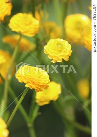 Ranunculus gold coin Ranunculus gold coin 7652194