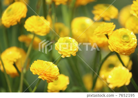 Ranunculus gold coin 7652195