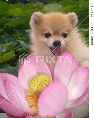 Pota Oga蓮花蓮花3 7652248