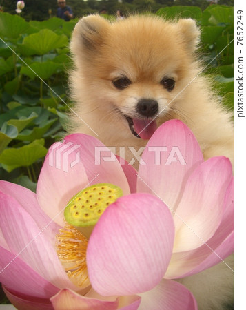 Pota Oga Has Lotus 2 Pota Oga Has Lotus 2 7652249