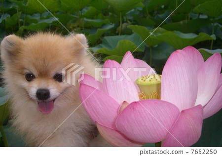 Pota Oga蓮花蓮花4 7652250