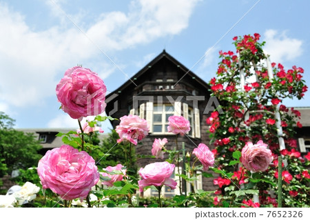 Rose of the former Furukawa garden 7652326