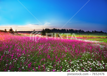 sunrise over a blossoming field sunrise over a blossoming field 7652476