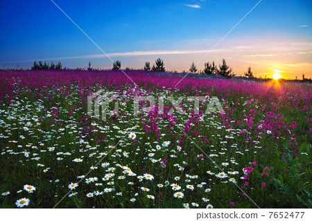 sunrise over a blossoming field sunrise over a blossoming field 7652477